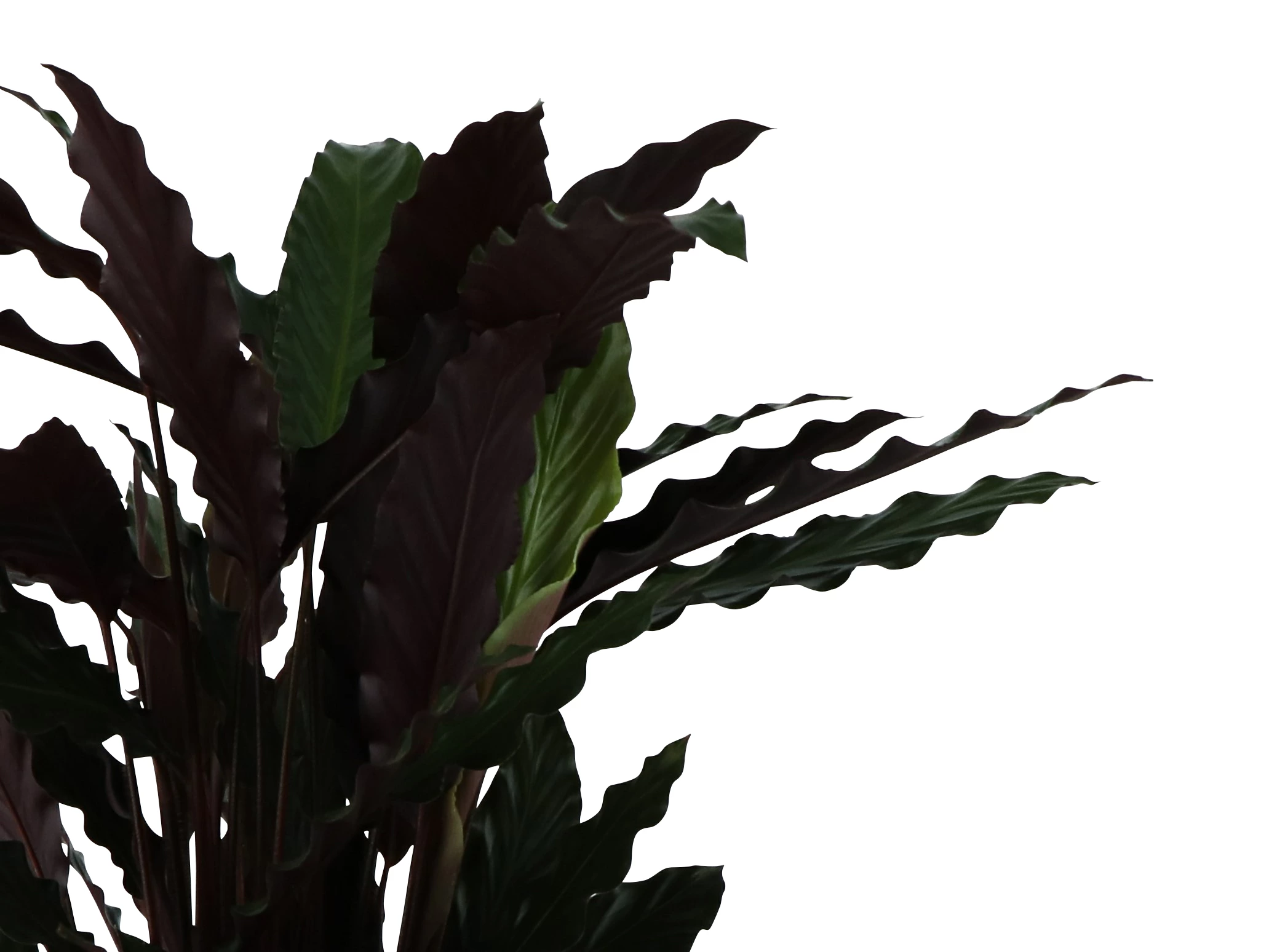 Calathea Wavestar In 19cm Natural Cattail & Plastic Decorative Pot - Image 2