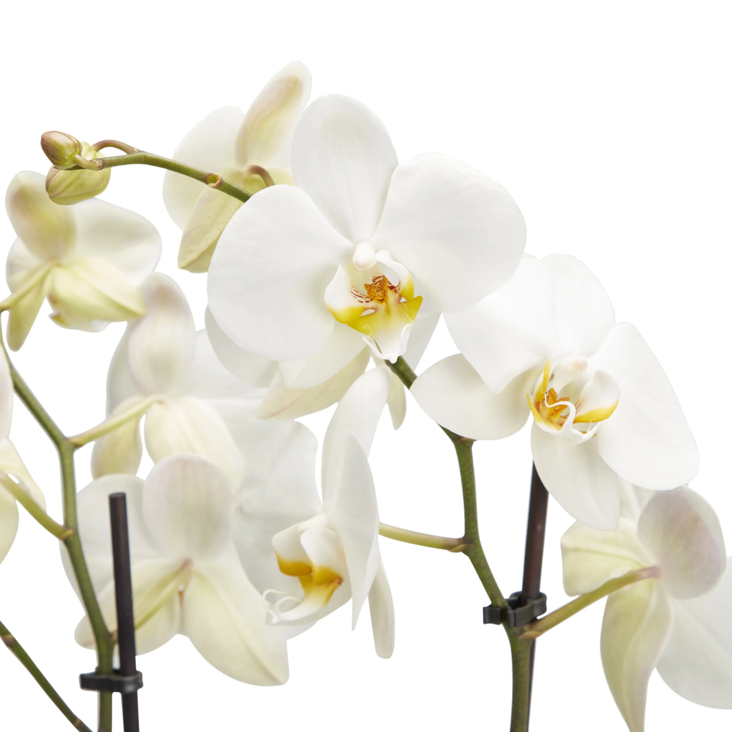 Double Stem Moth Orchid In 12cm Clear Plastic Grow Pot - Image 3