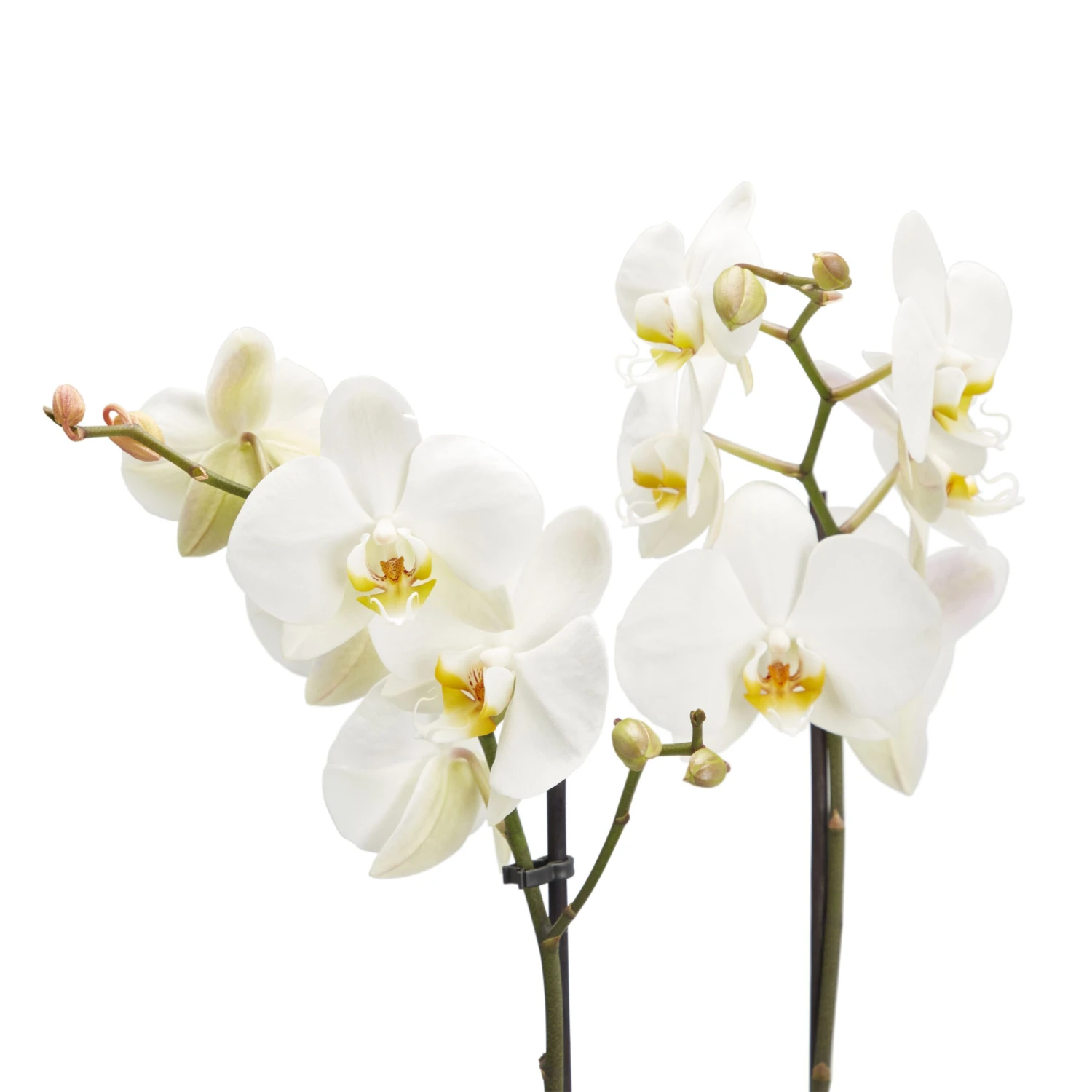 Double Stem Moth Orchid In 12cm Clear Plastic Grow Pot - Image 4