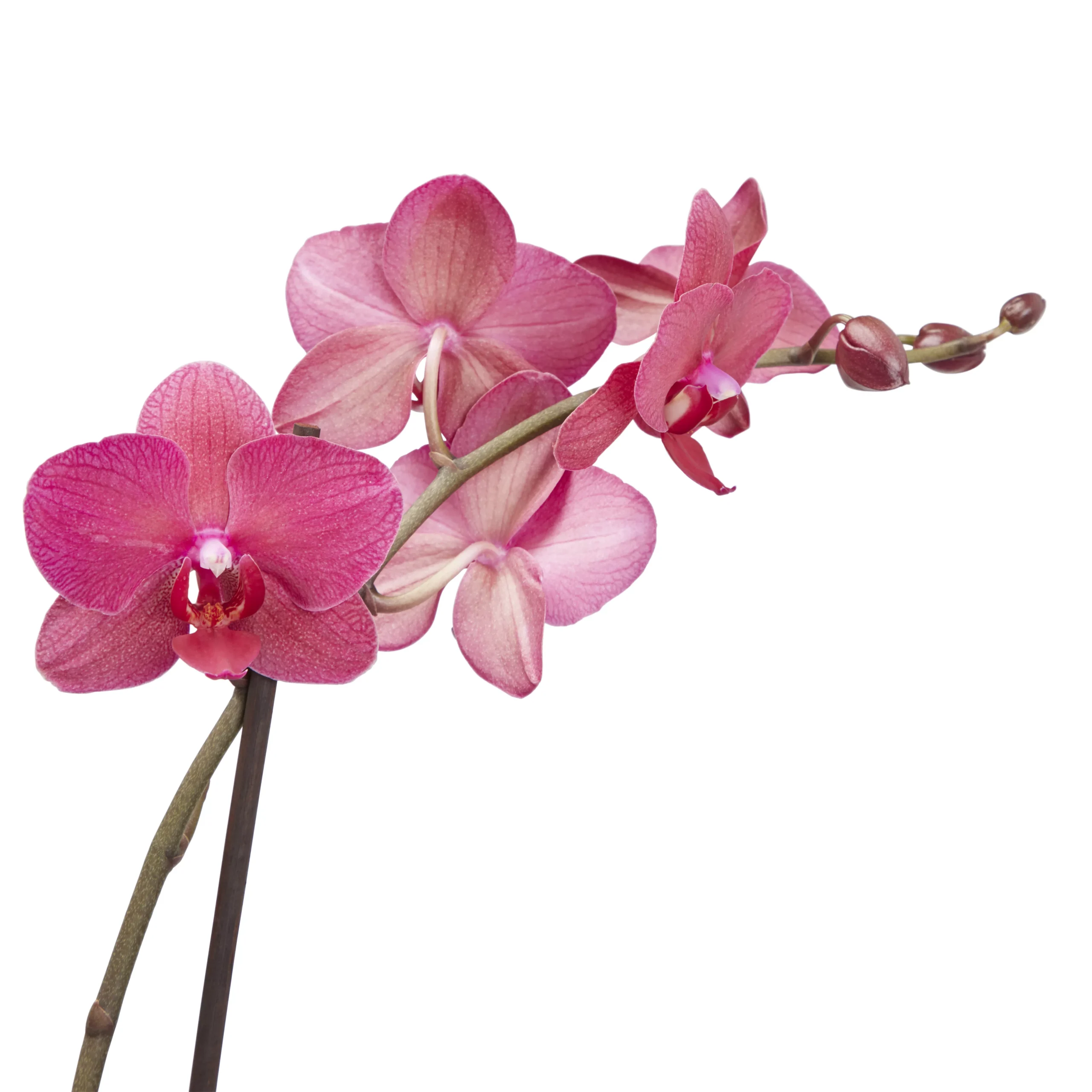 Double Stem Moth Orchid In 12cm Clear Plastic Grow Pot - Image 5