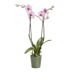Double Stem Orchid In 12cm Assorted Ceramic Decorative Pot