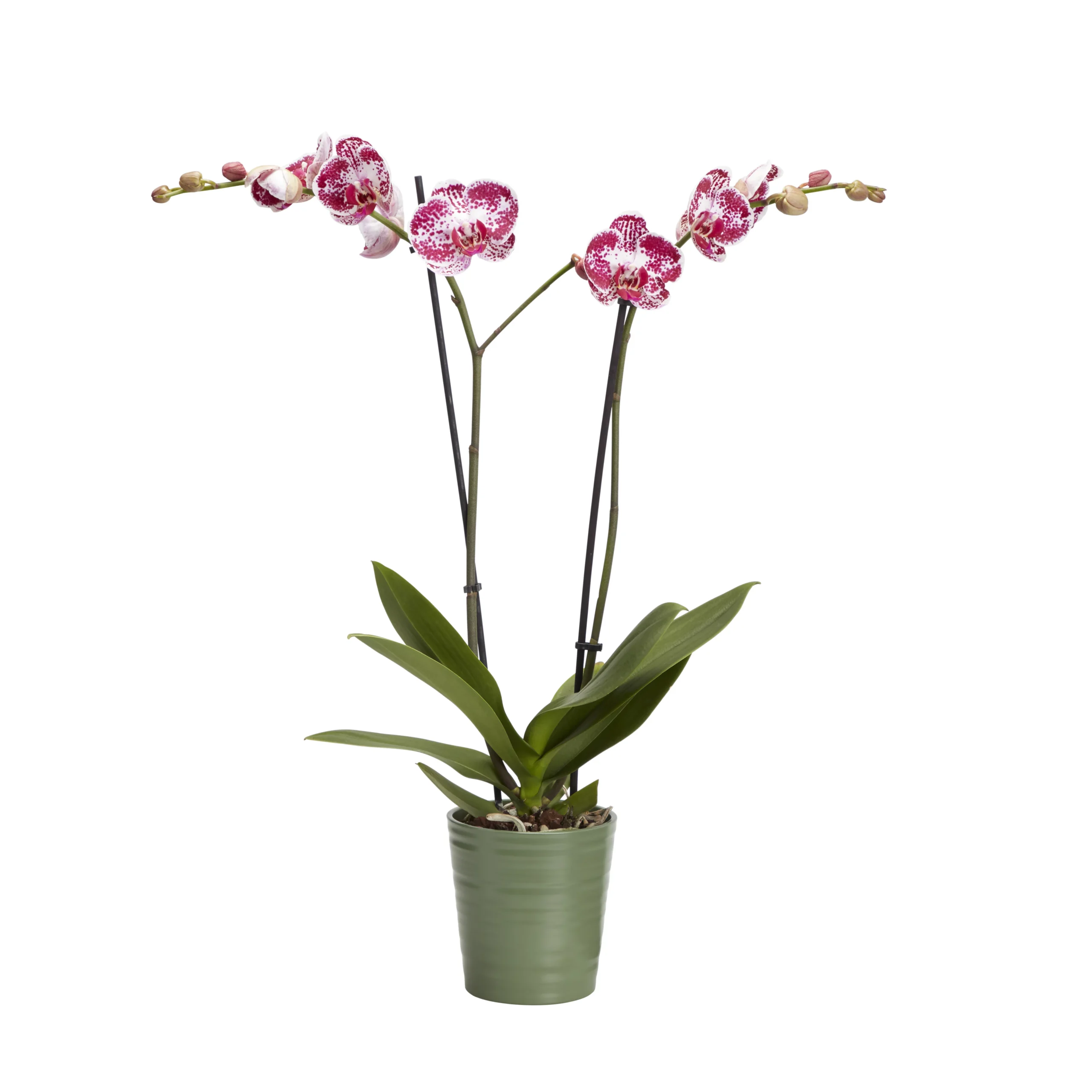 Double Stem Orchid In 12cm Assorted Ceramic Decorative Pot - Image 2