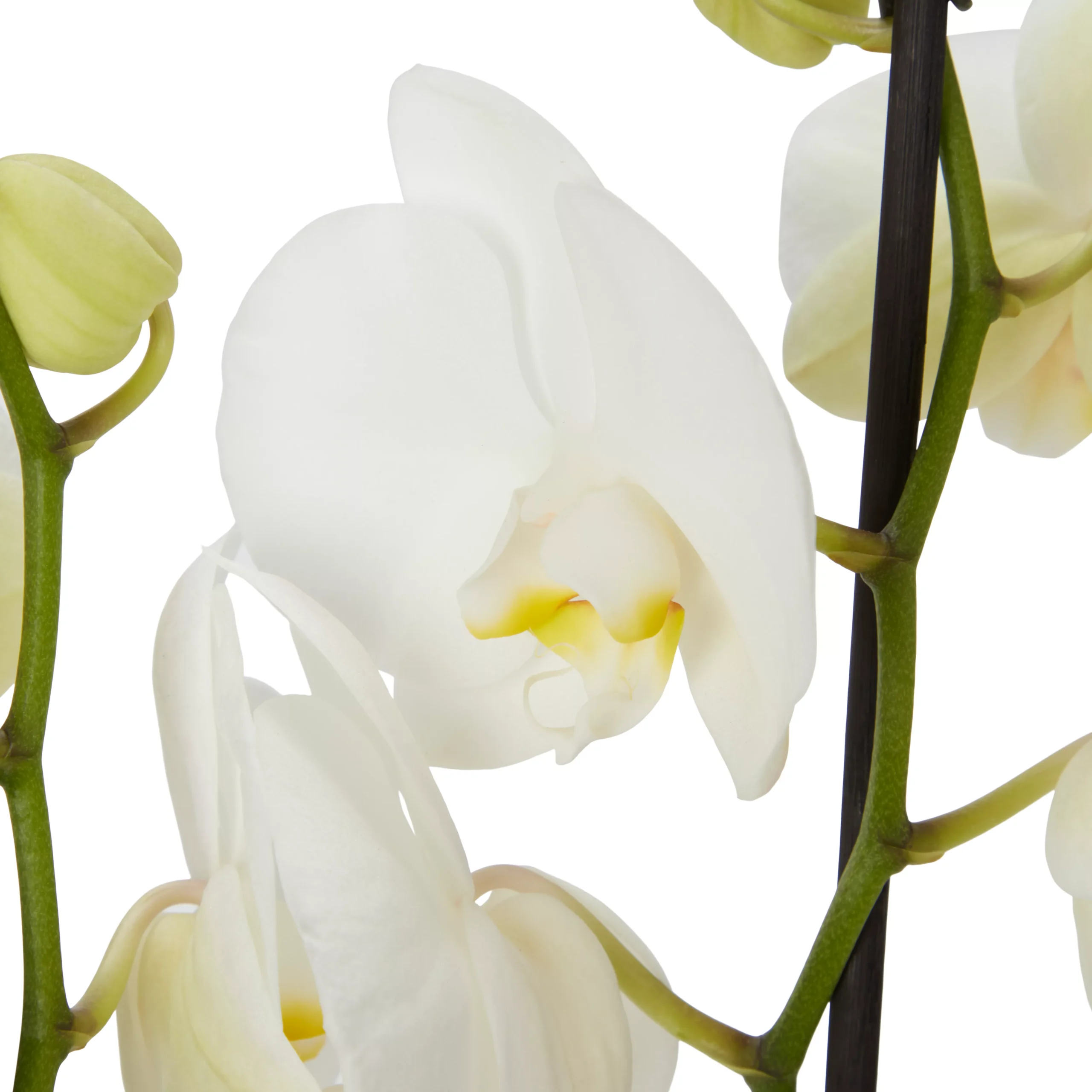 Double Stem Orchid In 12cm Assorted Ceramic Decorative Pot - Image 6