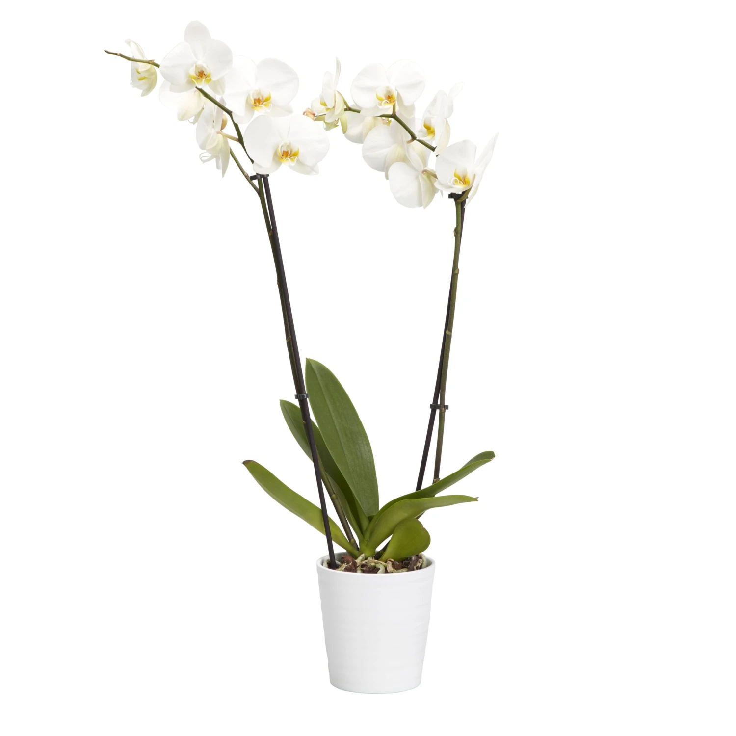 Double Stem Orchid In 12cm Assorted Ceramic Decorative Pot - Image 4