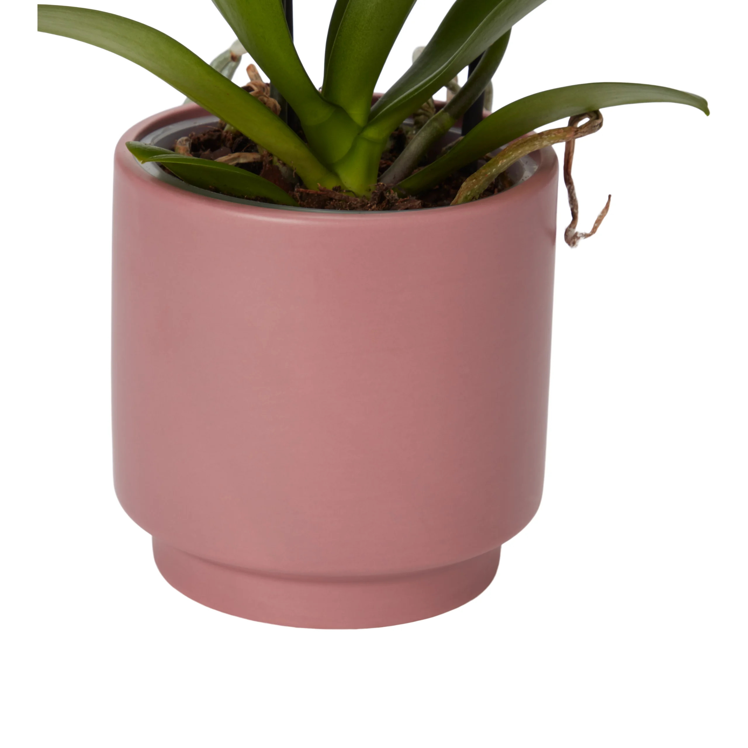 Double Stem Orchid In 12cm Assorted Ceramic Decorative Pot - Image 9