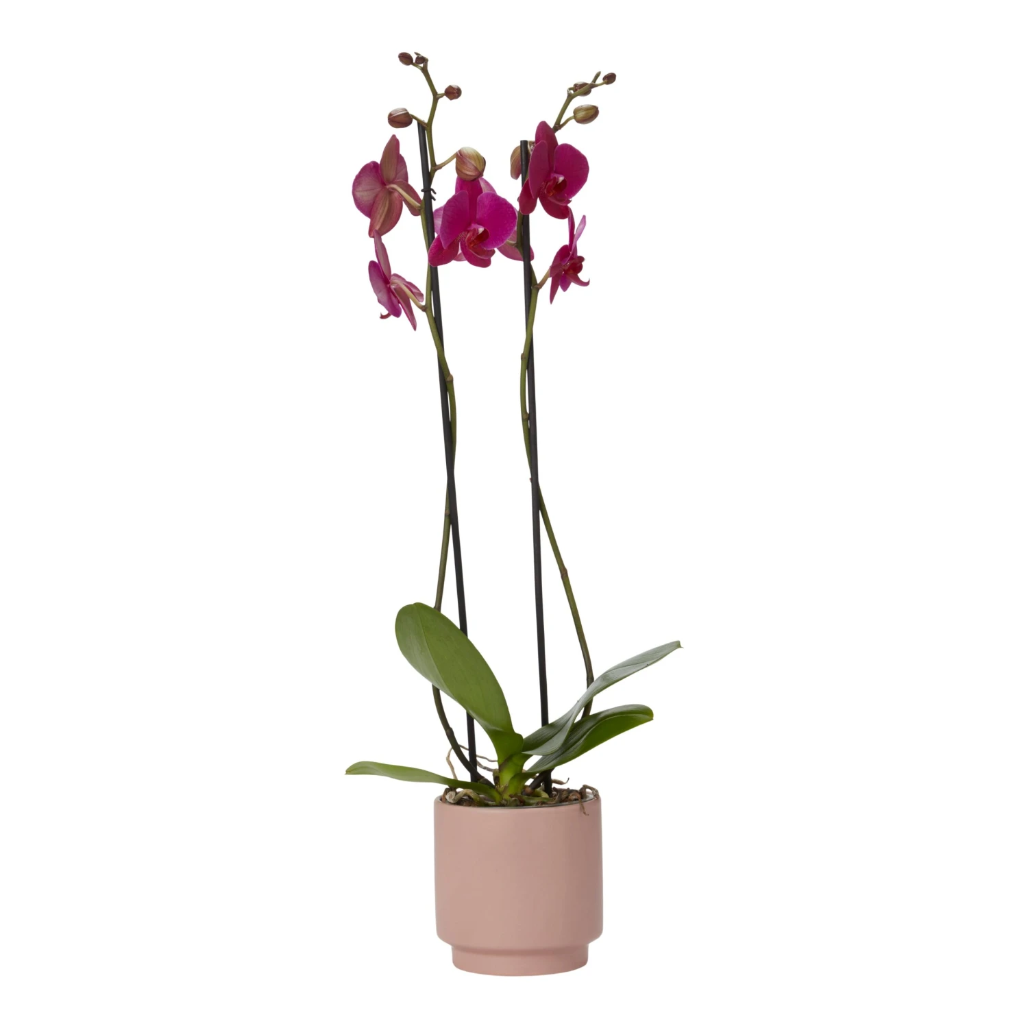 Double Stem Orchid In 12cm Assorted Ceramic Decorative Pot - Image 11