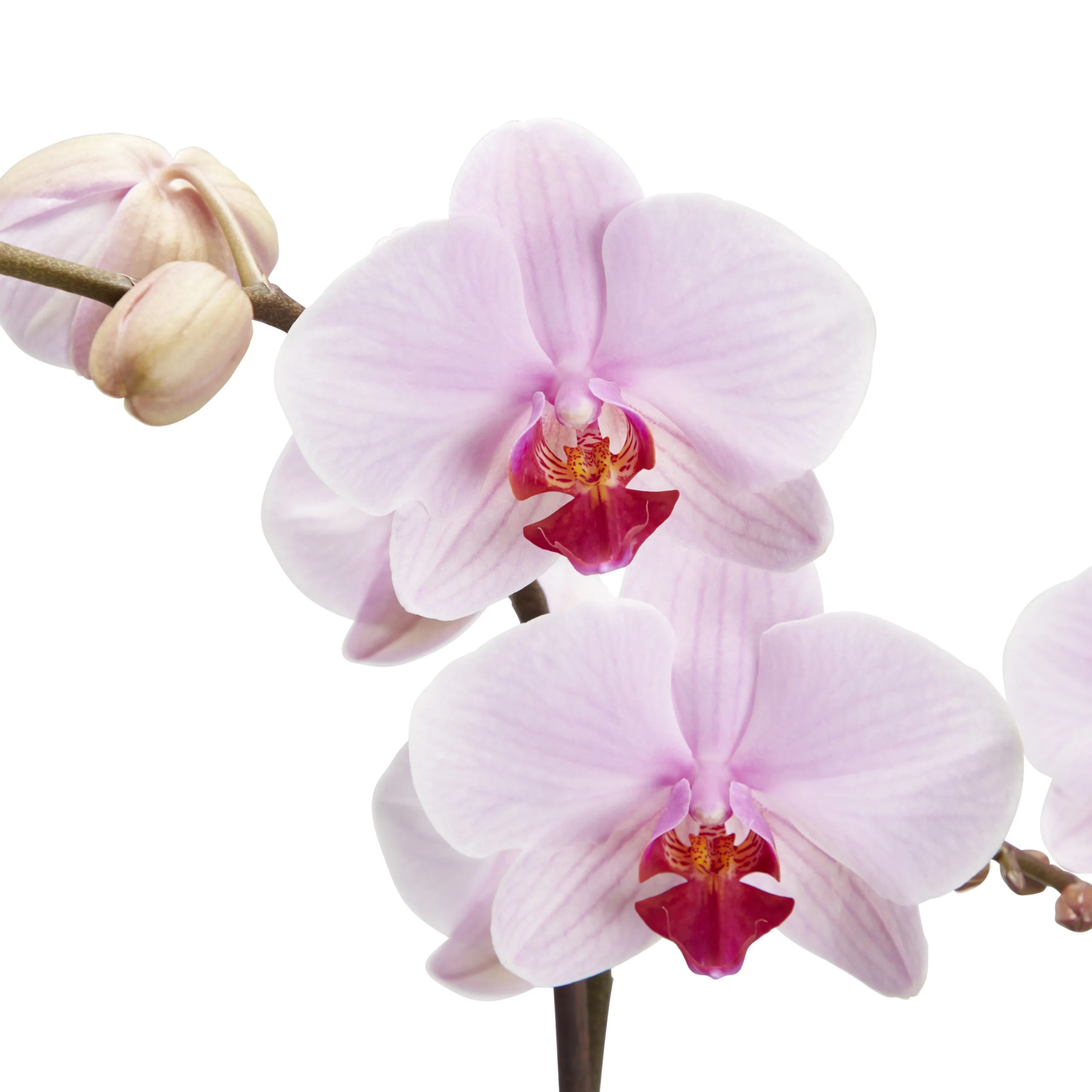 Double Stem Orchid In 12cm Assorted Ceramic Decorative Pot - Image 7