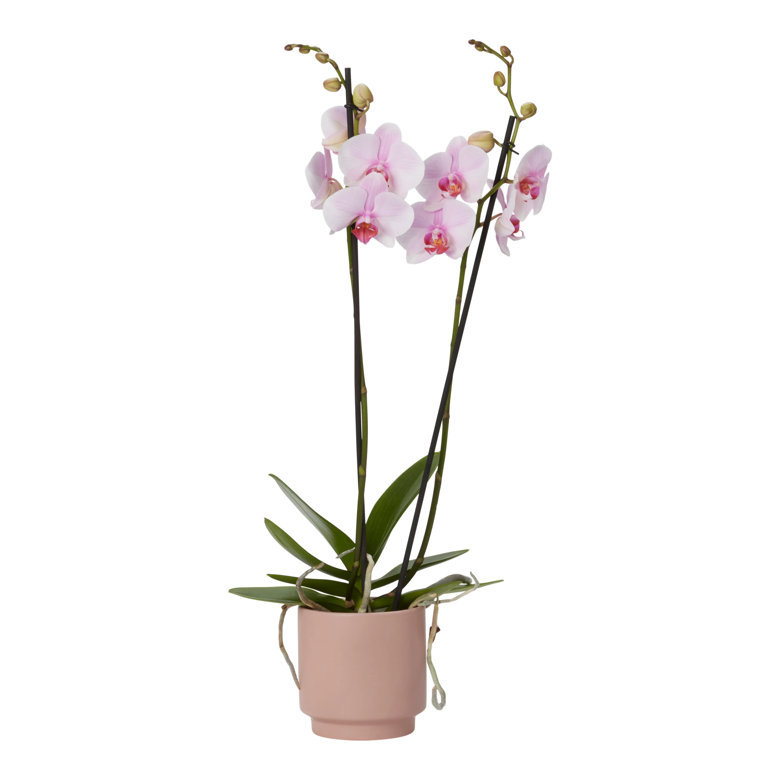 Double Stem Orchid In 12cm Assorted Ceramic Decorative Pot - Image 12