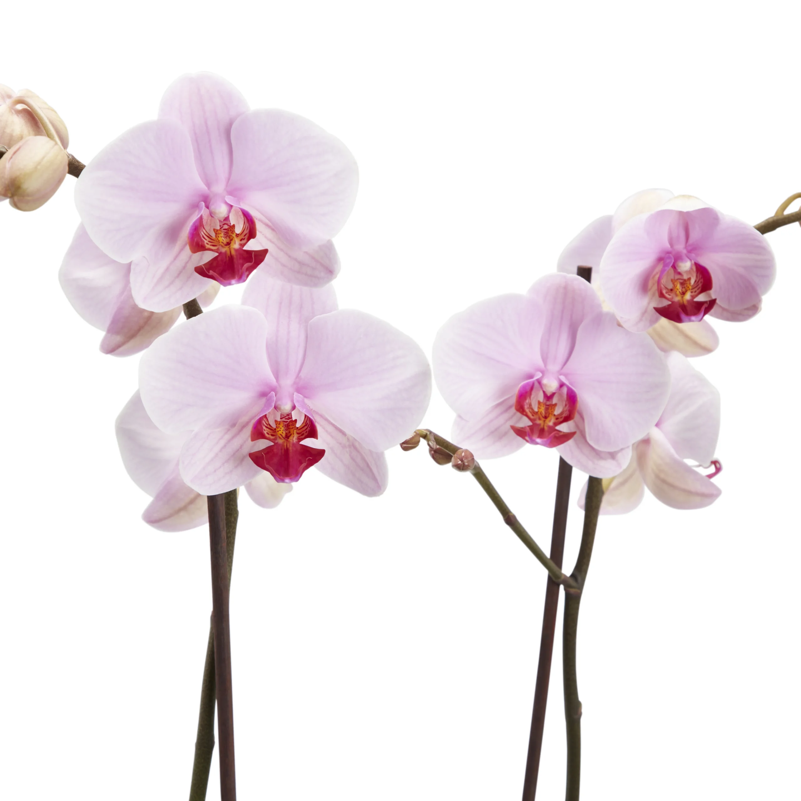 Double Stem Orchid In 12cm Assorted Ceramic Decorative Pot - Image 8