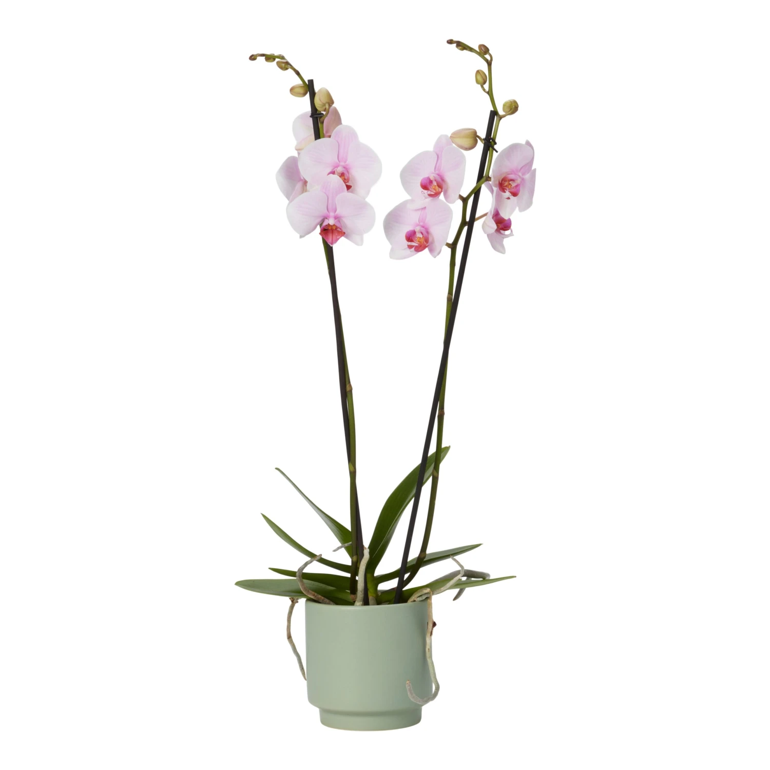 Double Stem Orchid In 12cm Assorted Ceramic Decorative Pot - Image 13