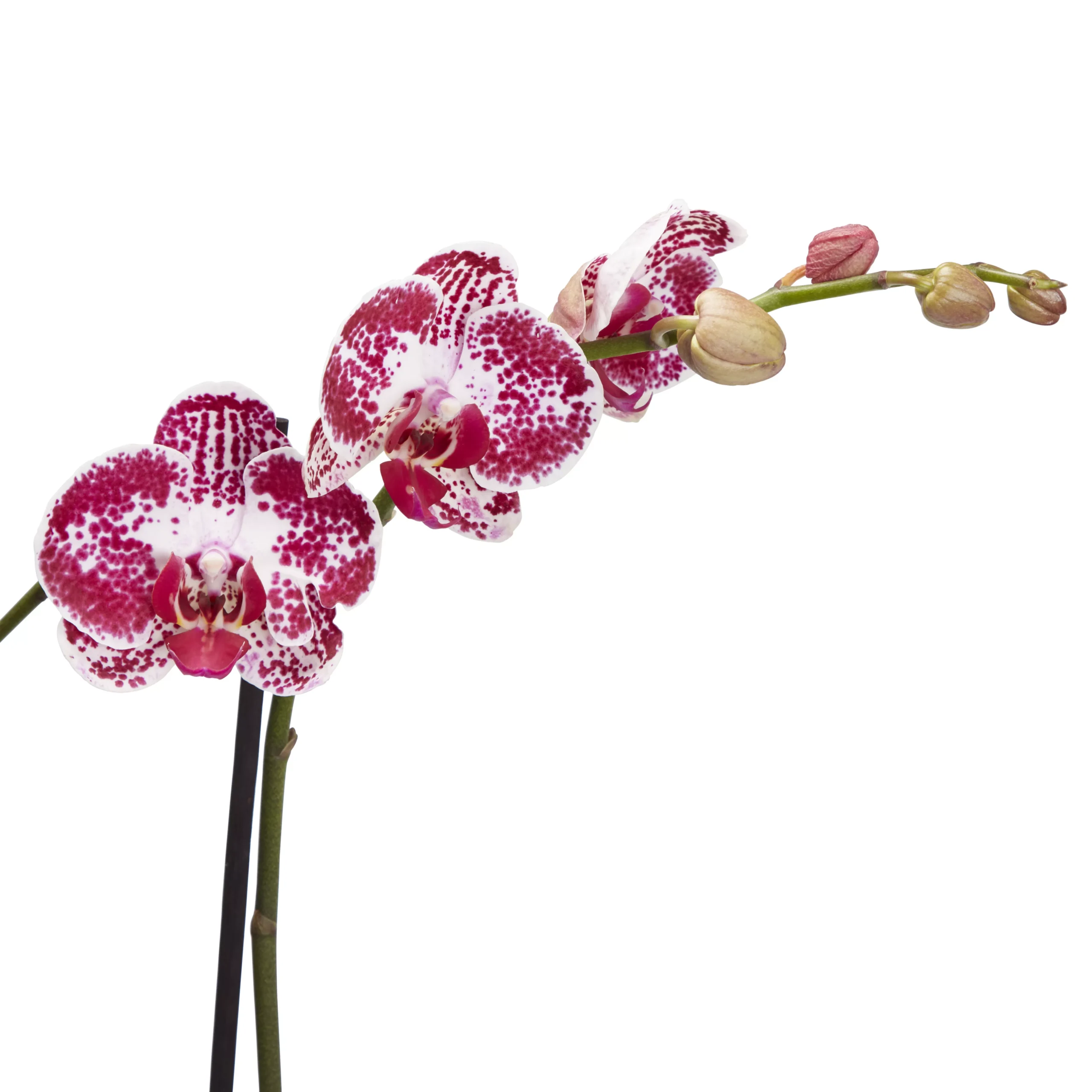 Double Stem Orchid In 12cm Assorted Ceramic Decorative Pot - Image 10