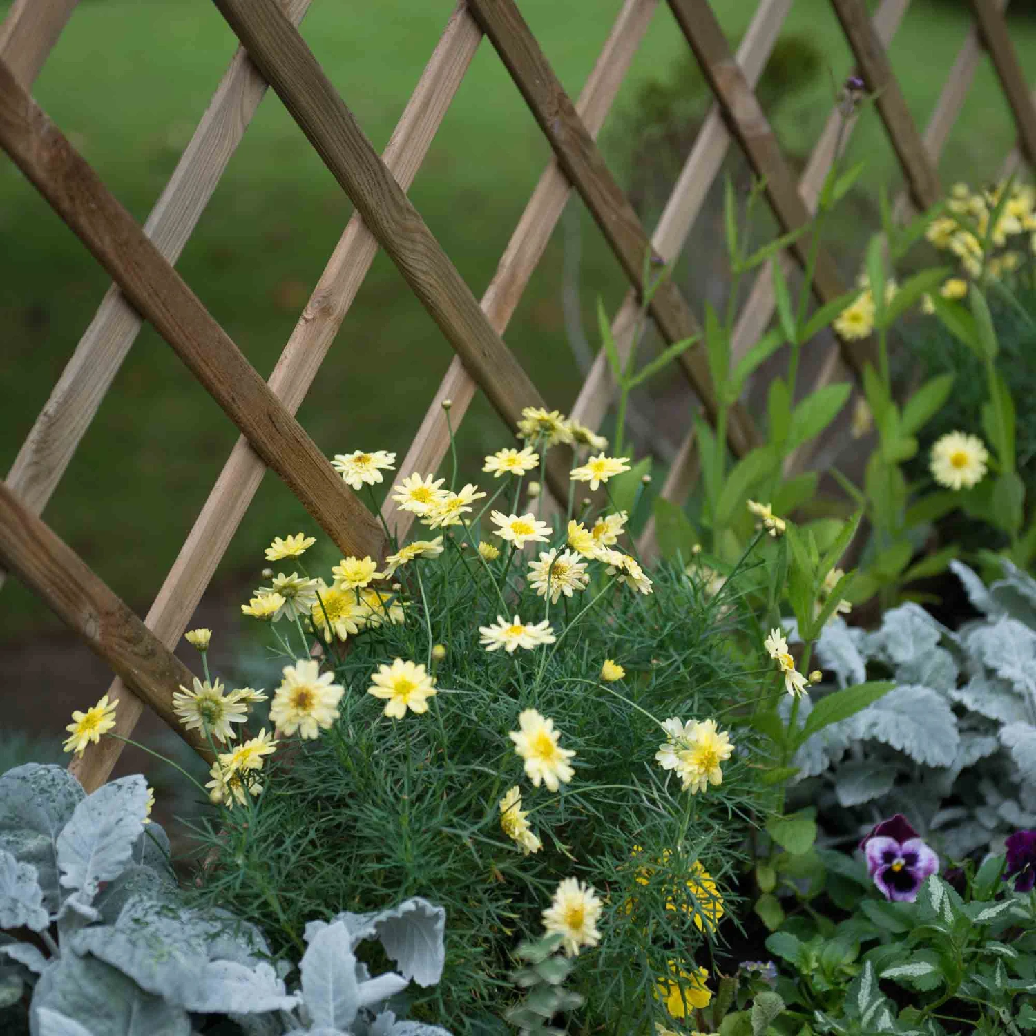 Forest Garden Venice Natural Timber Wooden Rectangular Planter - Image 2