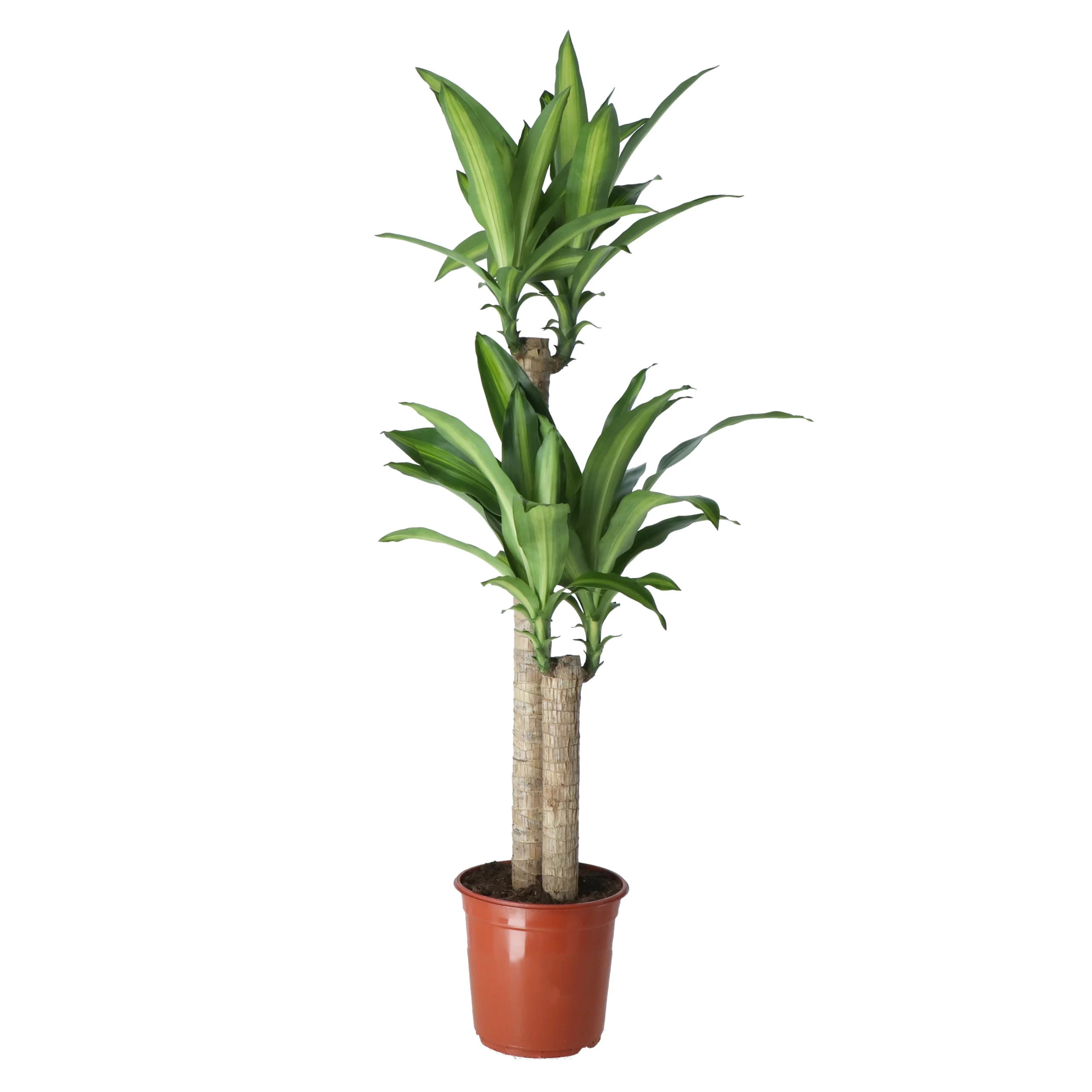 Golden Dragon Tree In 24cm Terracotta Plastic Grow Pot