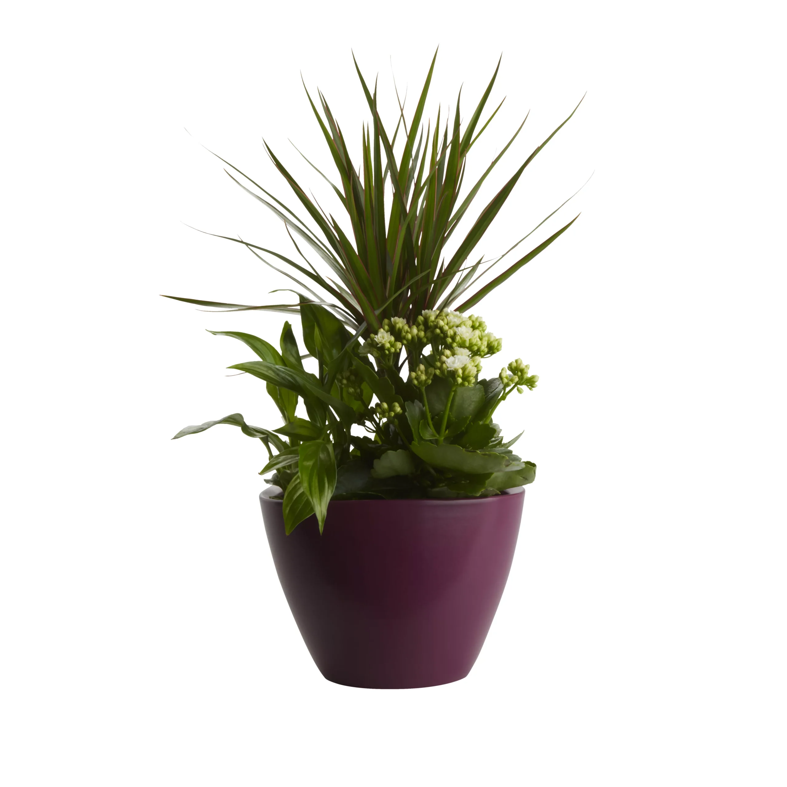 Houseplant Arrangement In 17cm Assorted Ceramic Pot - Image 2