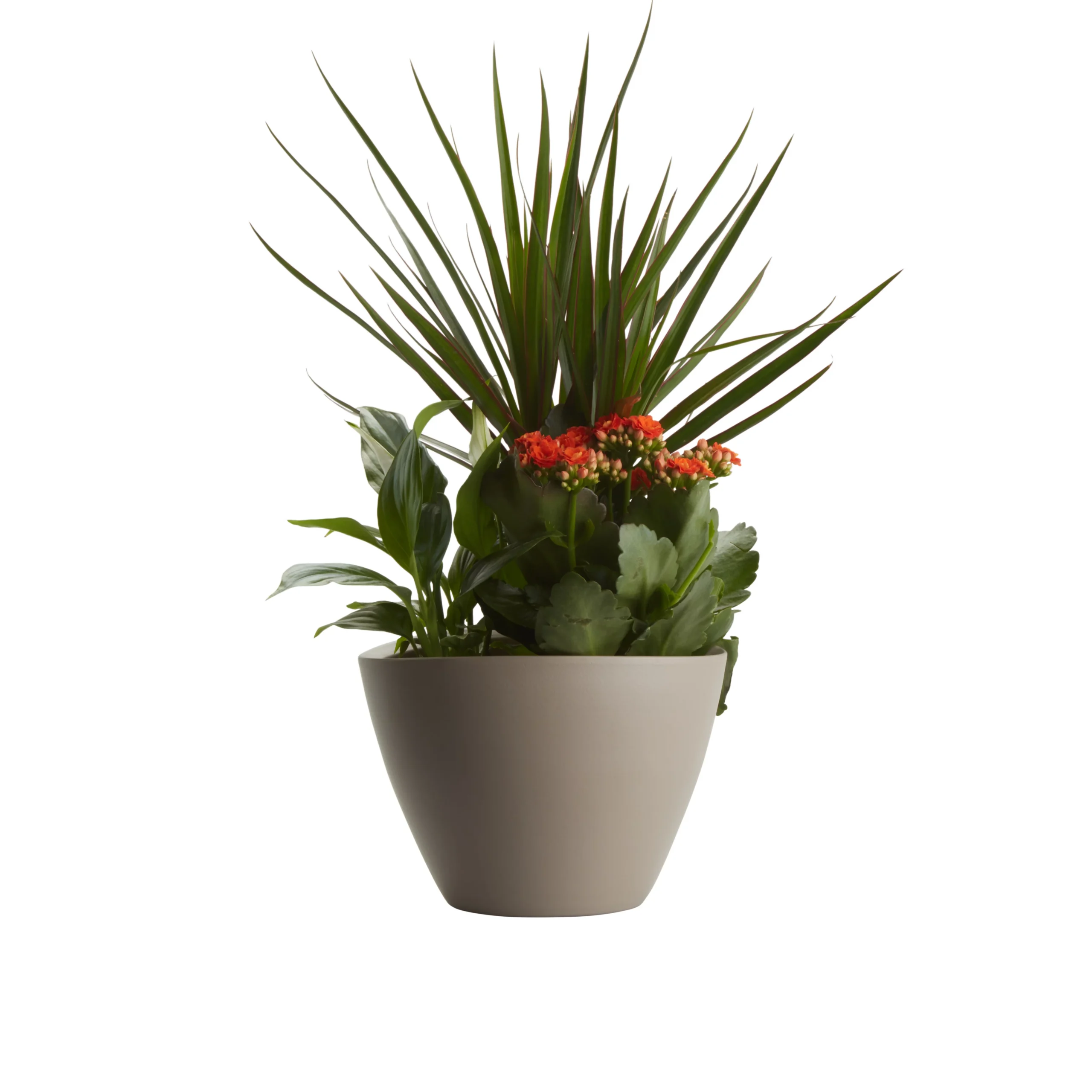 Houseplant Arrangement In 17cm Assorted Ceramic Pot - Image 3