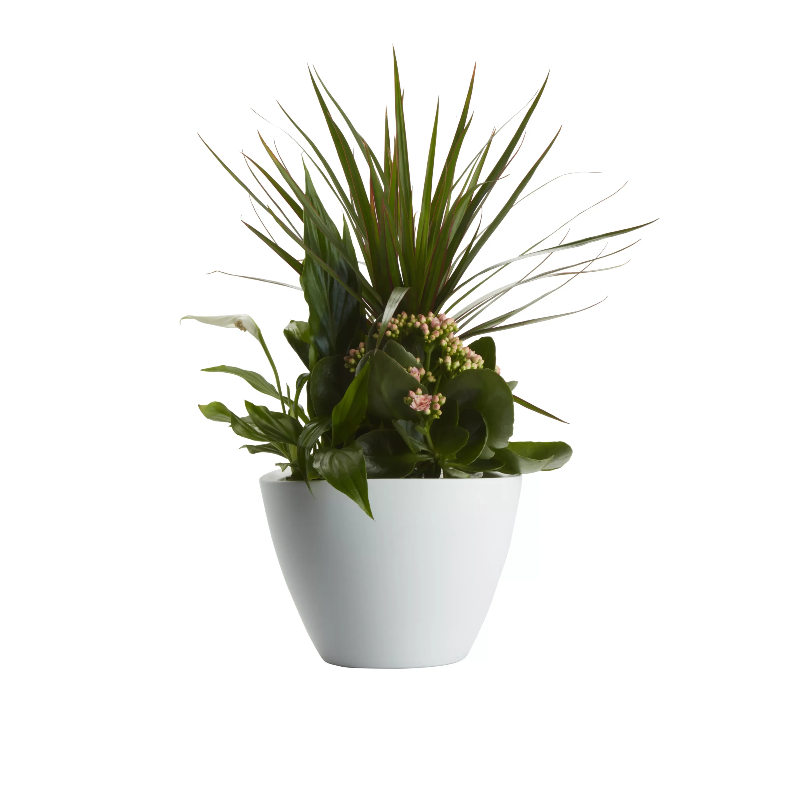 Houseplant Arrangement In 17cm Assorted Ceramic Pot - Image 4