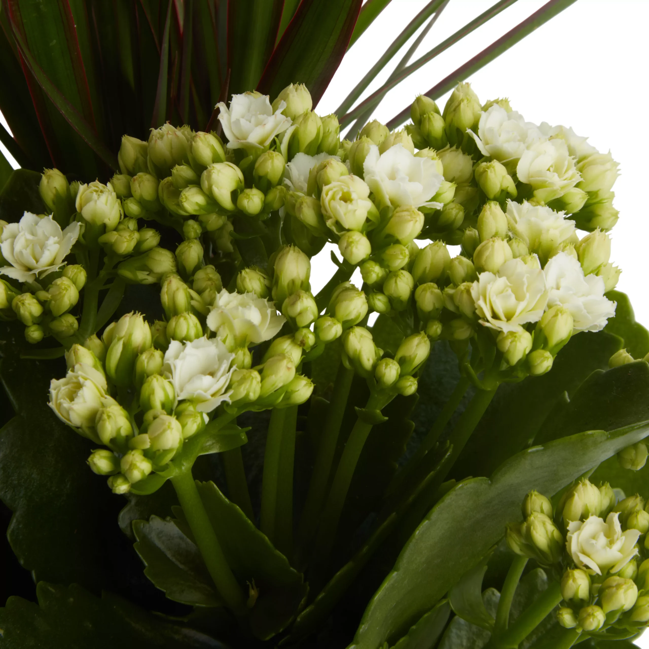 Houseplant Arrangement In 17cm Assorted Ceramic Pot - Image 5