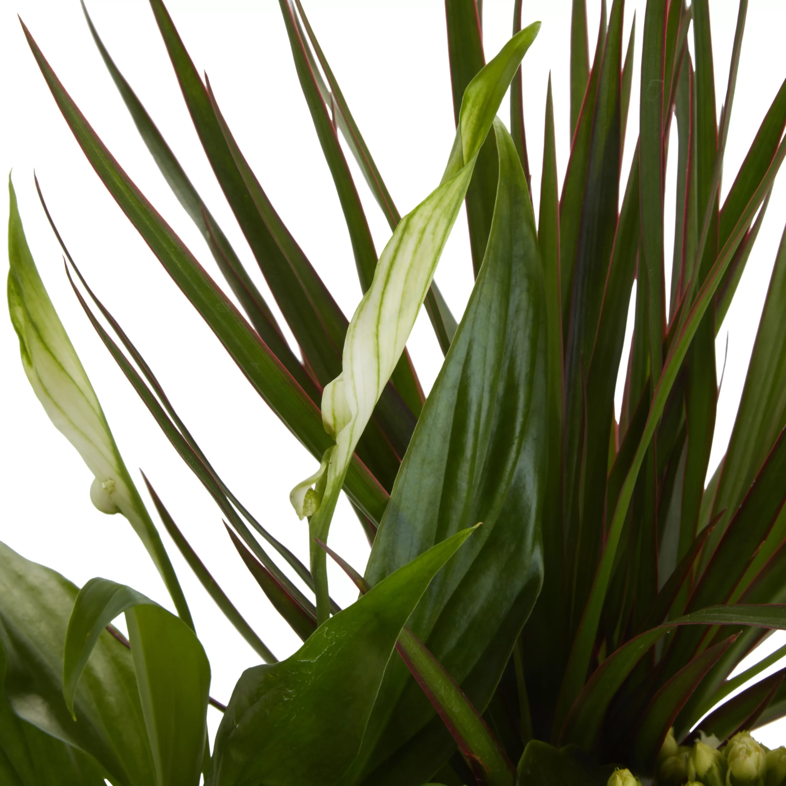 Houseplant Arrangement In 17cm Assorted Ceramic Pot - Image 6