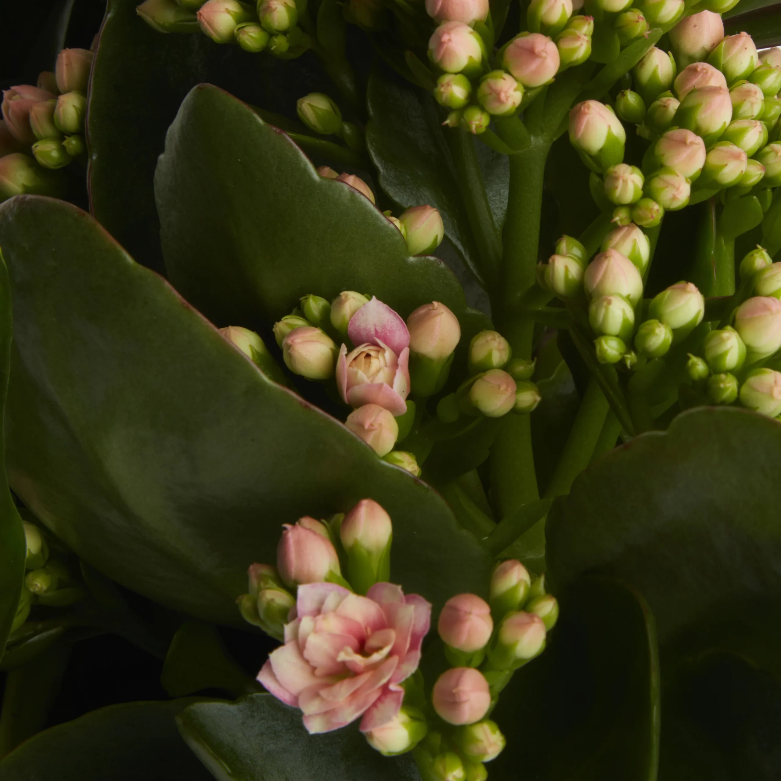 Houseplant Arrangement In 17cm Assorted Ceramic Pot - Image 7