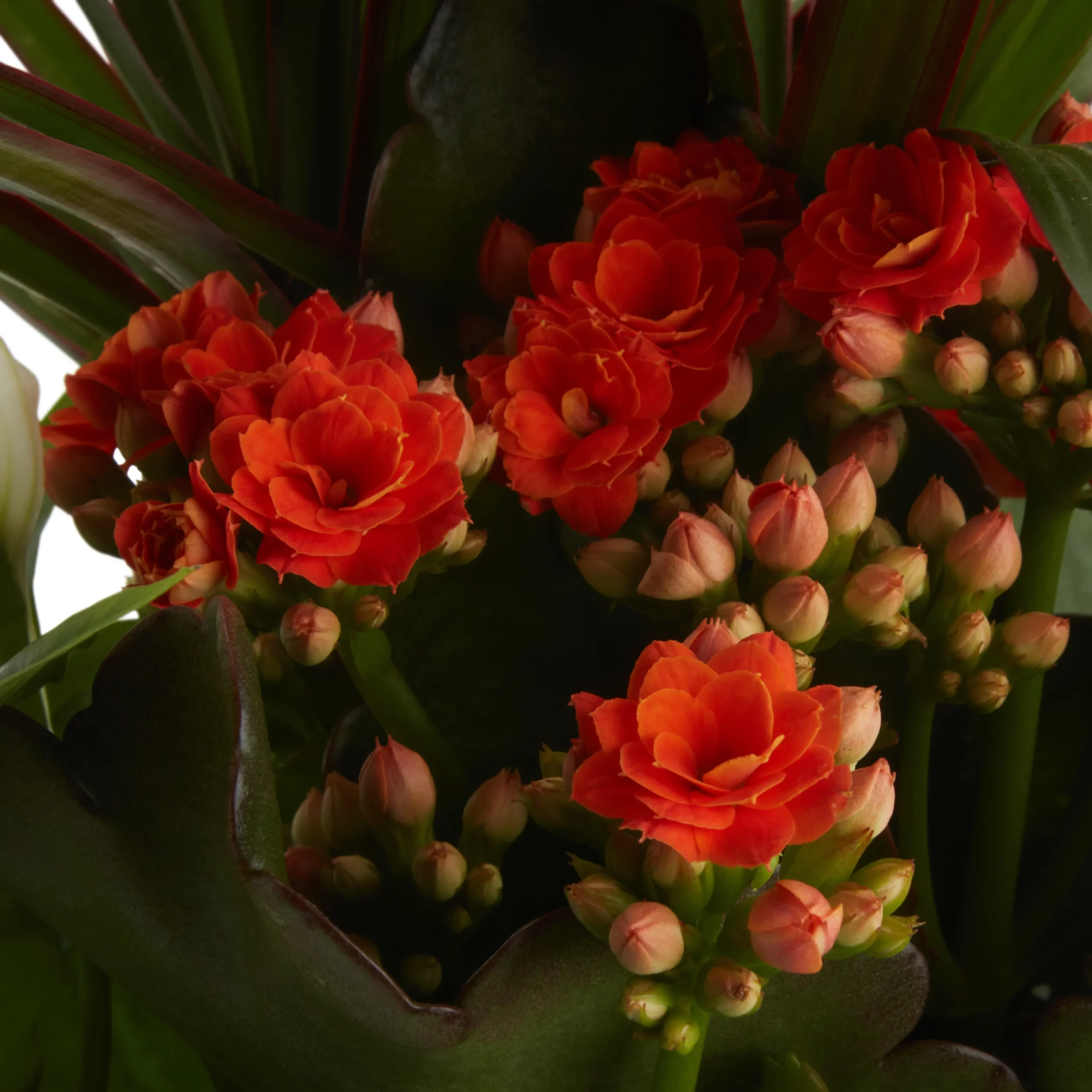 Houseplant Arrangement In 17cm Assorted Ceramic Pot - Image 9