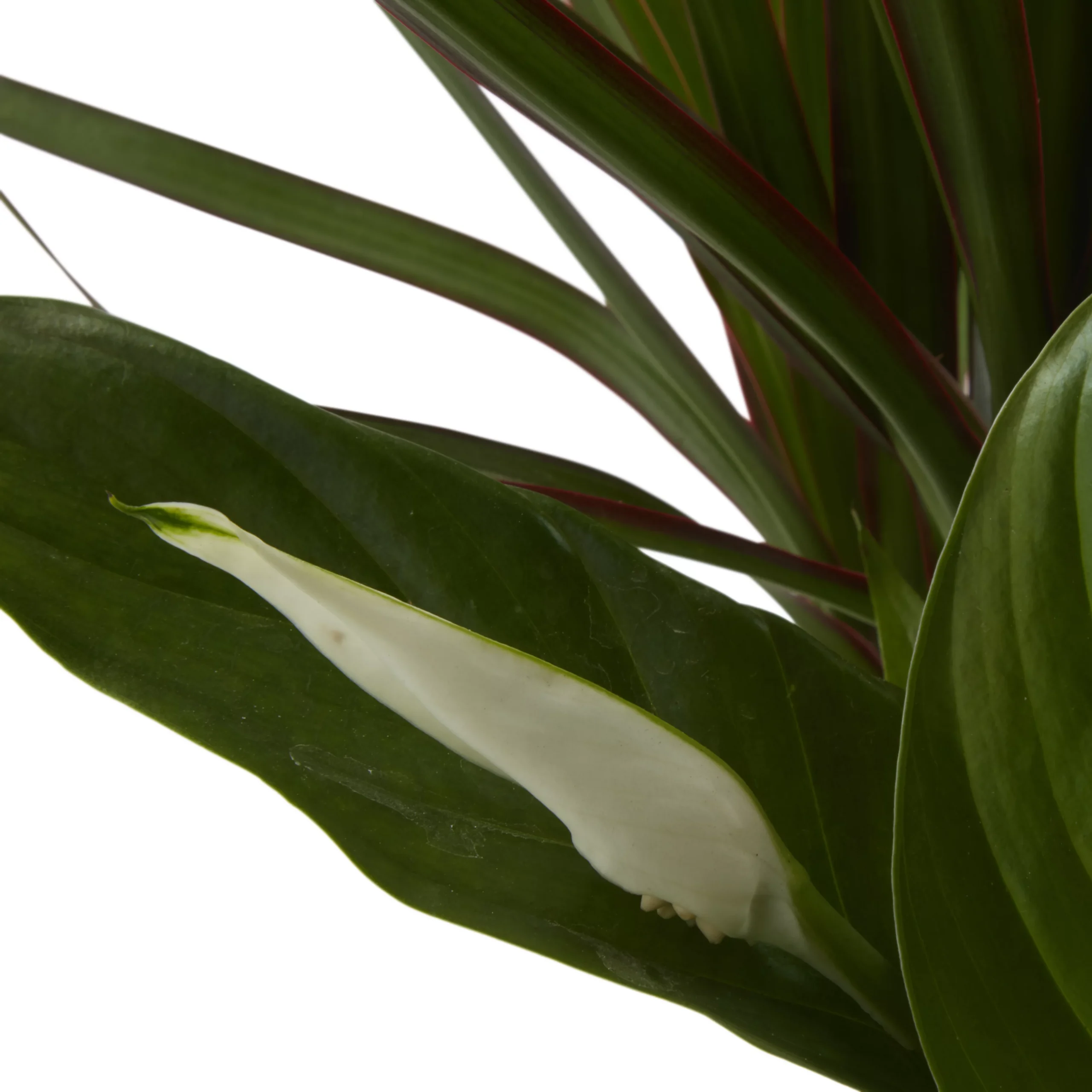 Houseplant Arrangement In 17cm Assorted Ceramic Pot - Image 10