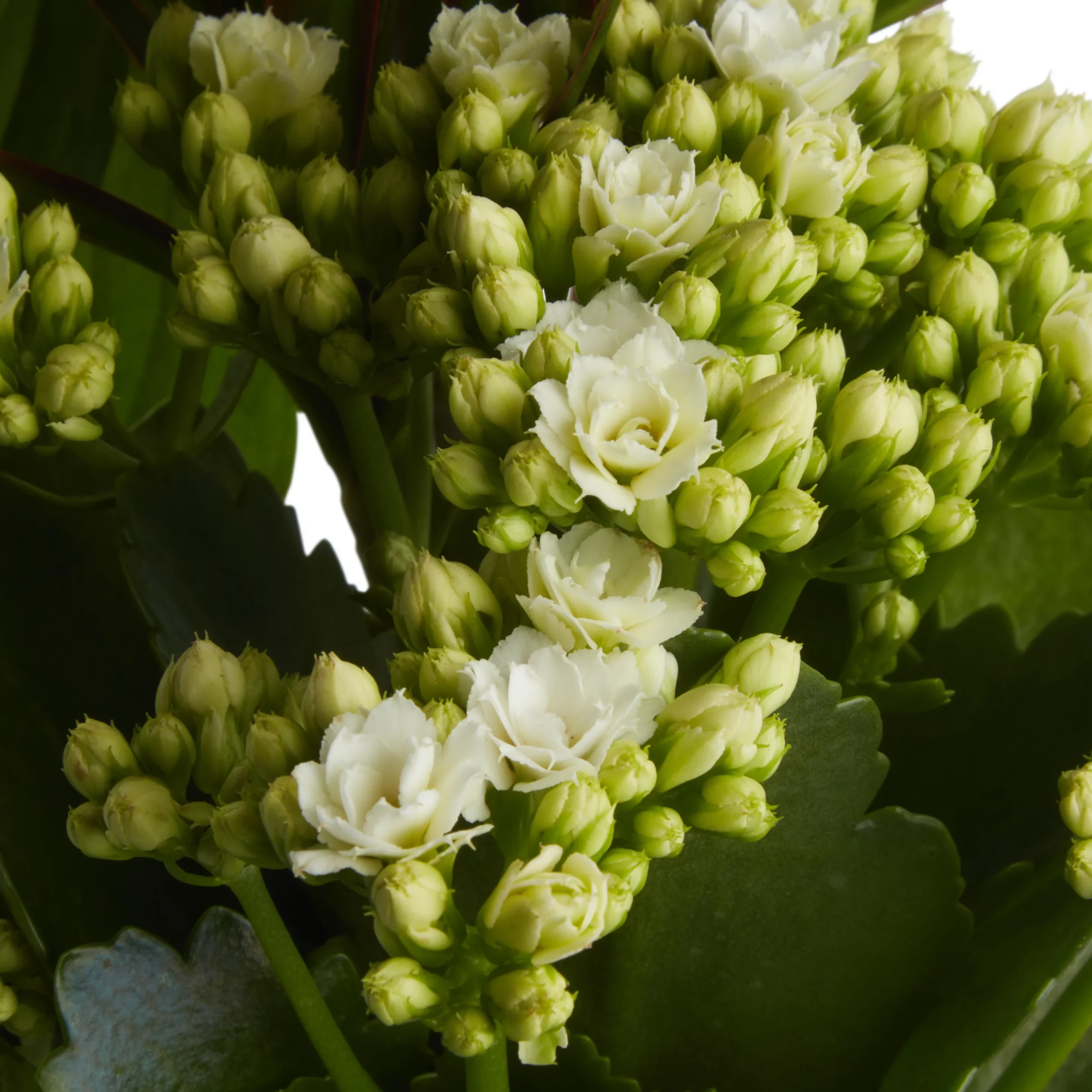 Houseplant Arrangement In 17cm Assorted Ceramic Pot - Image 11