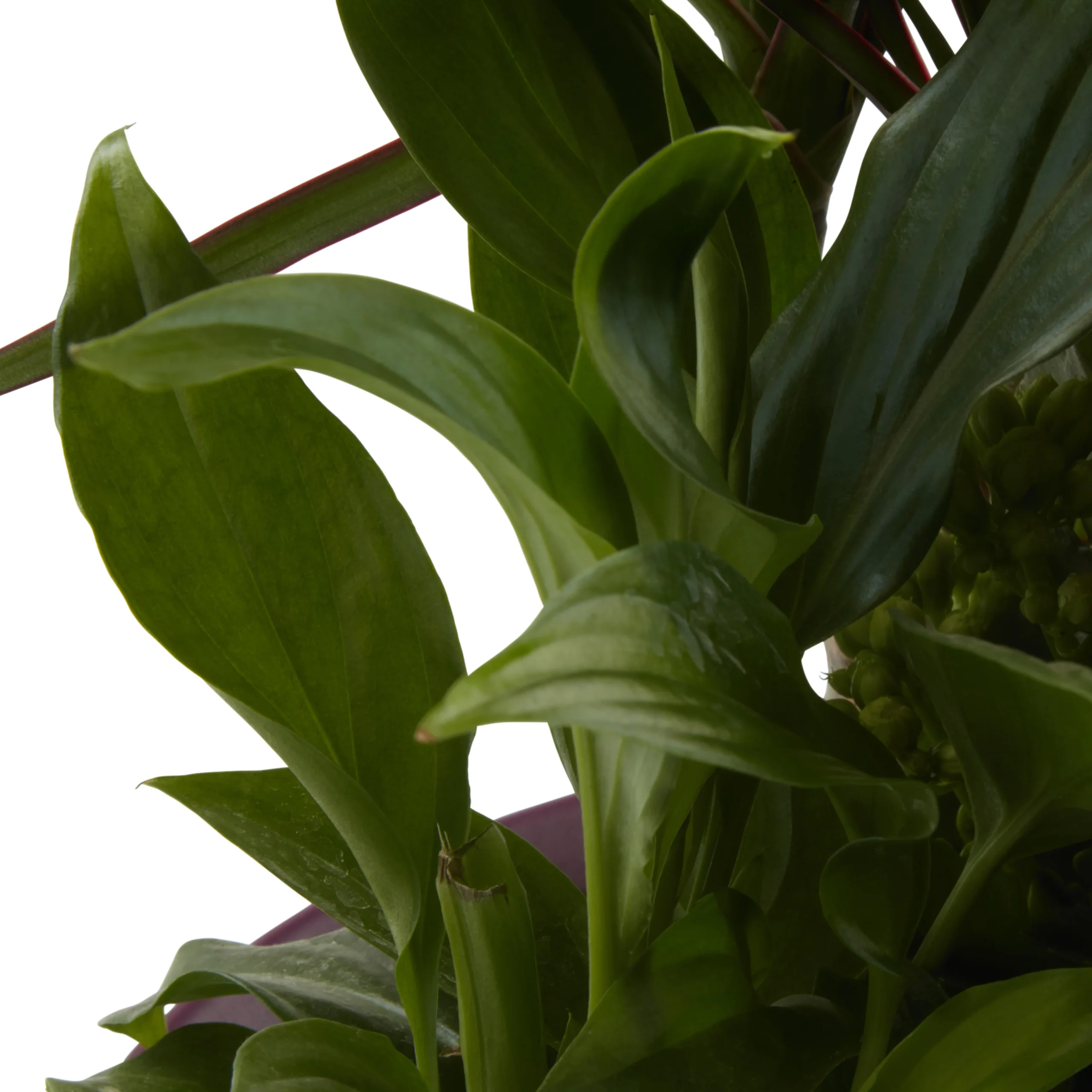 Houseplant Arrangement In 17cm Assorted Ceramic Pot - Image 12