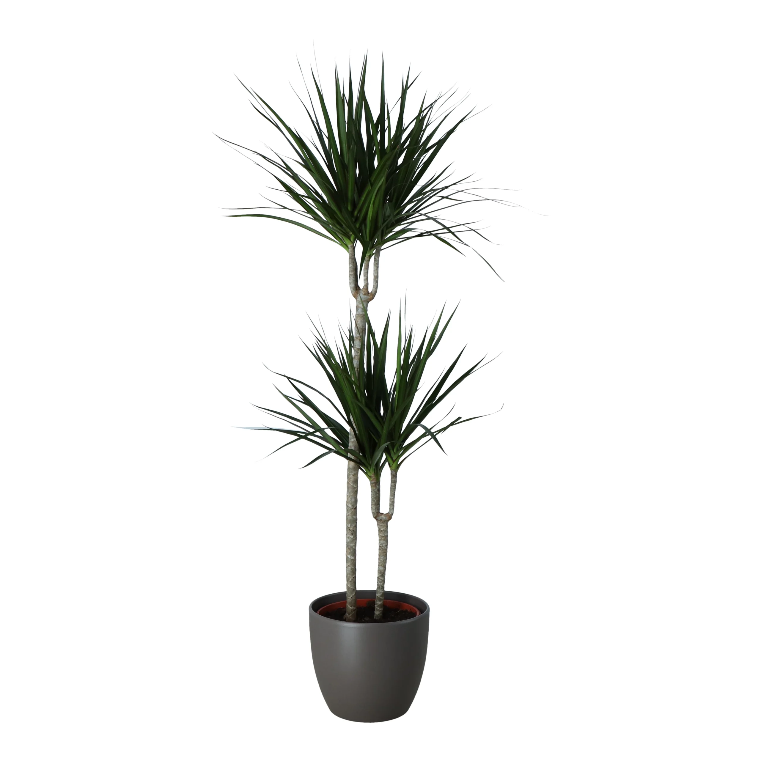 Never Plant In 24cm Assorted Ceramic Decorative Pot - Image 3