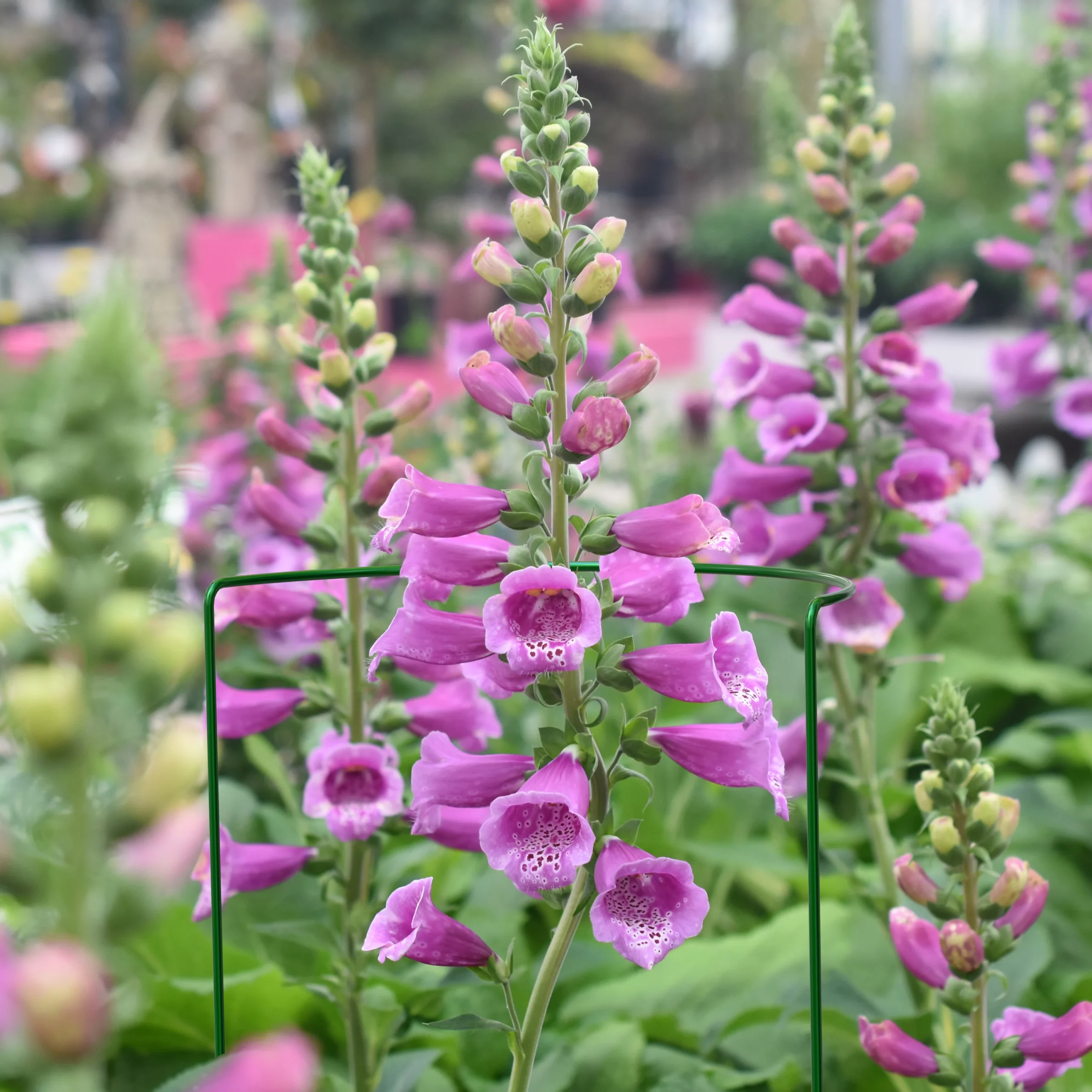 Panacea Steel Curved Plant Support Frame (L)76cm (Dia)30cm, Pack Of 3 - Image 2