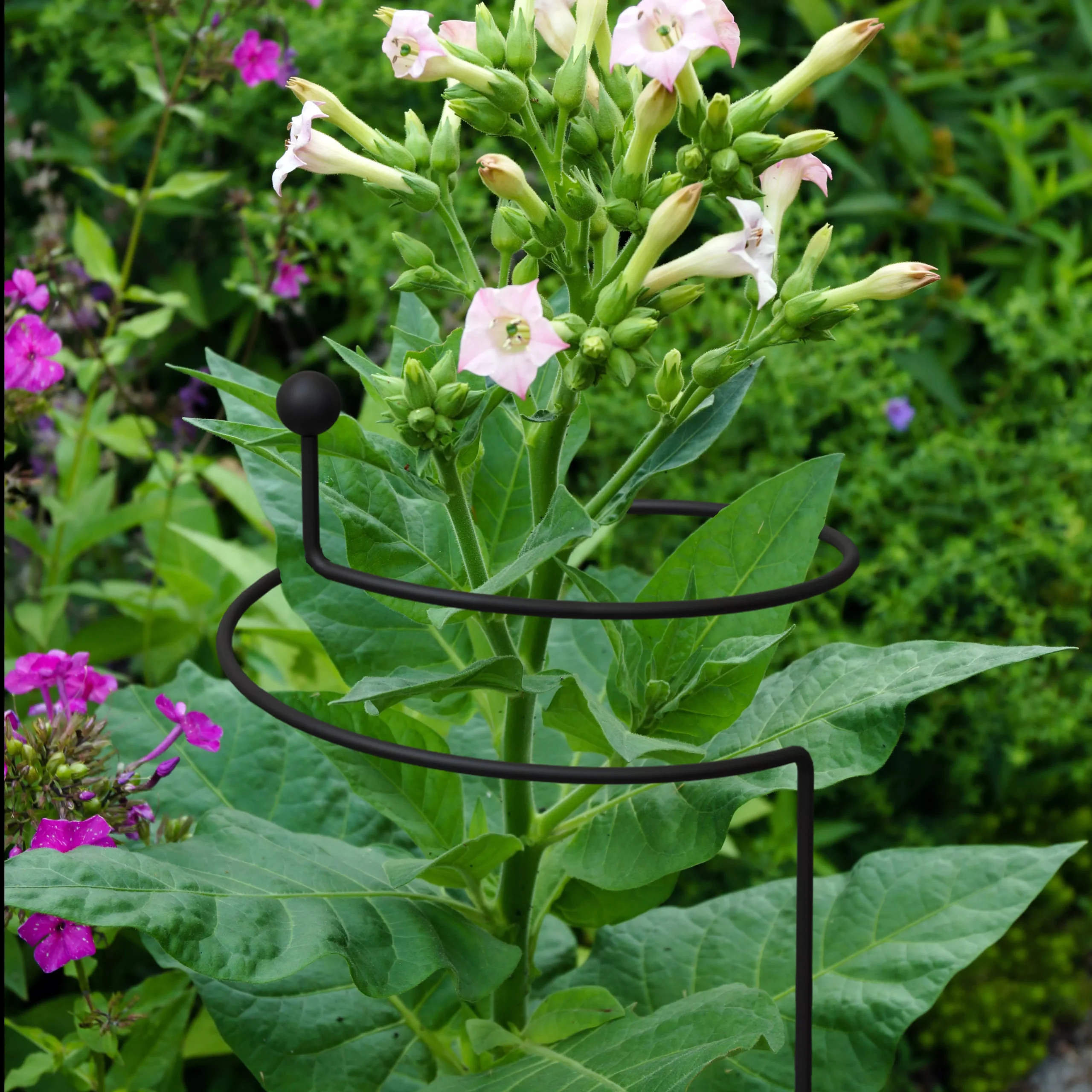 Panacea Steel Single Stem Plant Support (L)130cm (Dia)20cm - Image 2