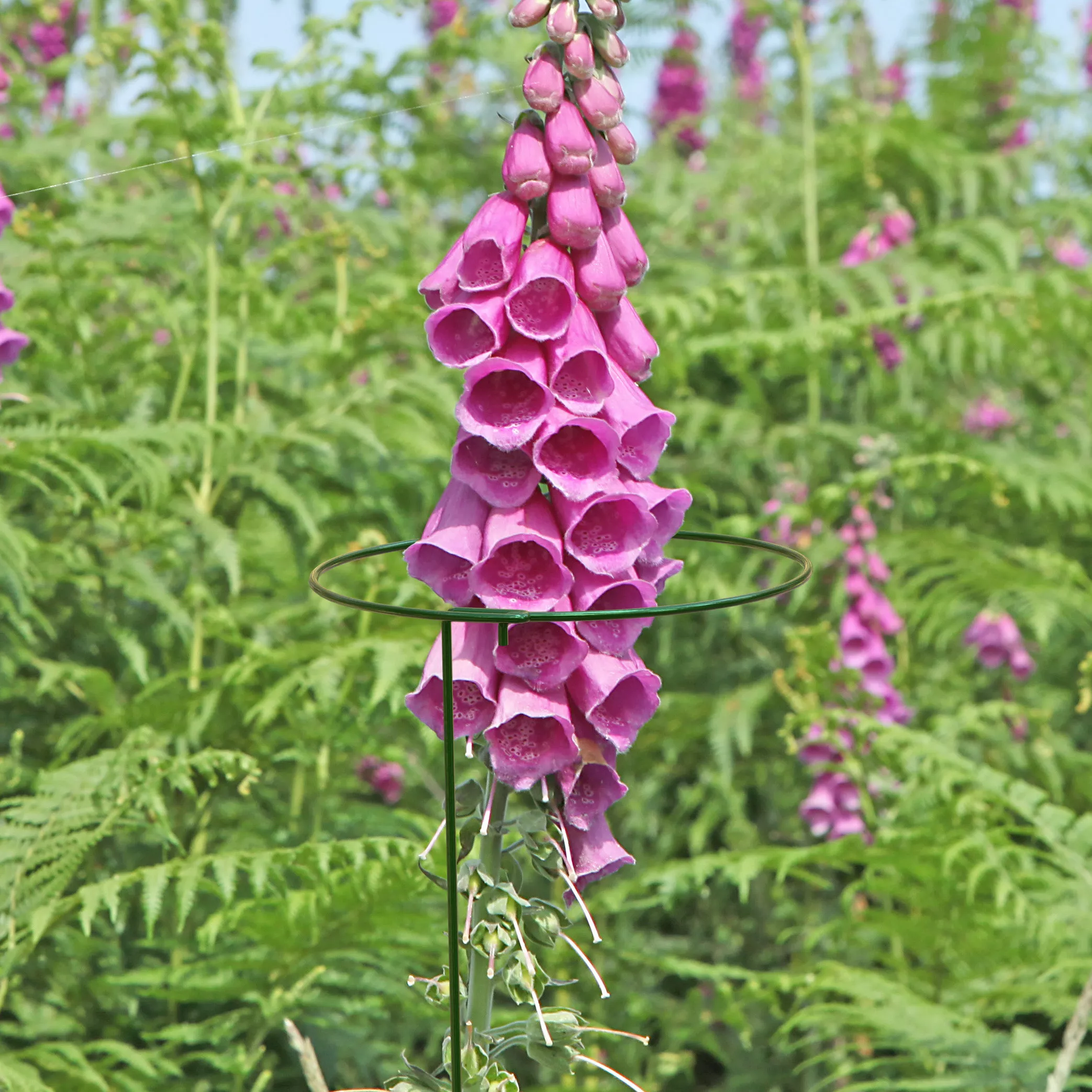 Panacea Steel Single Stem Plant Support (L)91cm (Dia)17cm, Pack Of 3 - Image 2