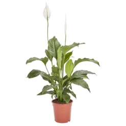 Peace Lily In 21cm Terracotta Plastic Grow Pot
