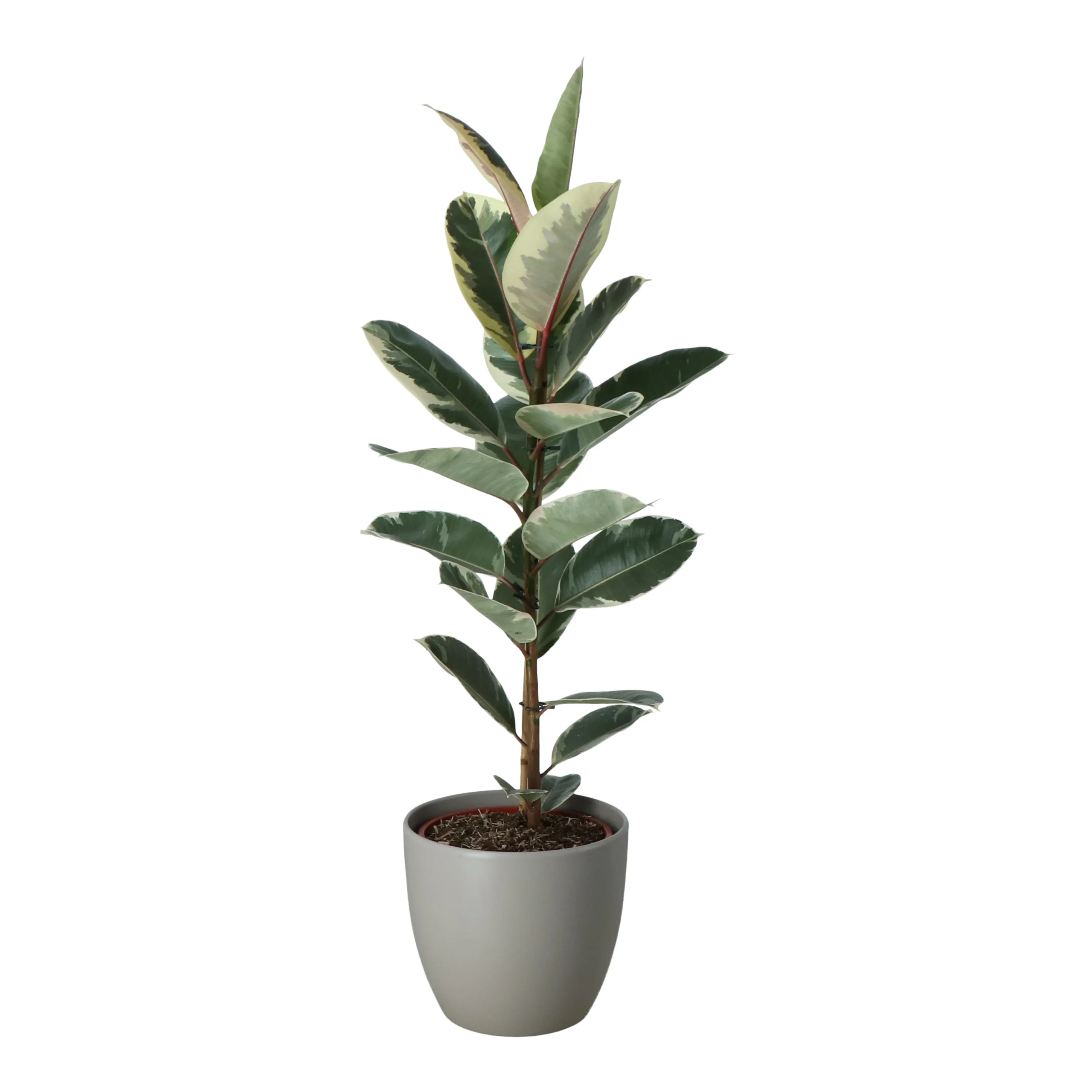 Rubber Plant In 24cm Assorted Ceramic Decorative Pot - Image 2