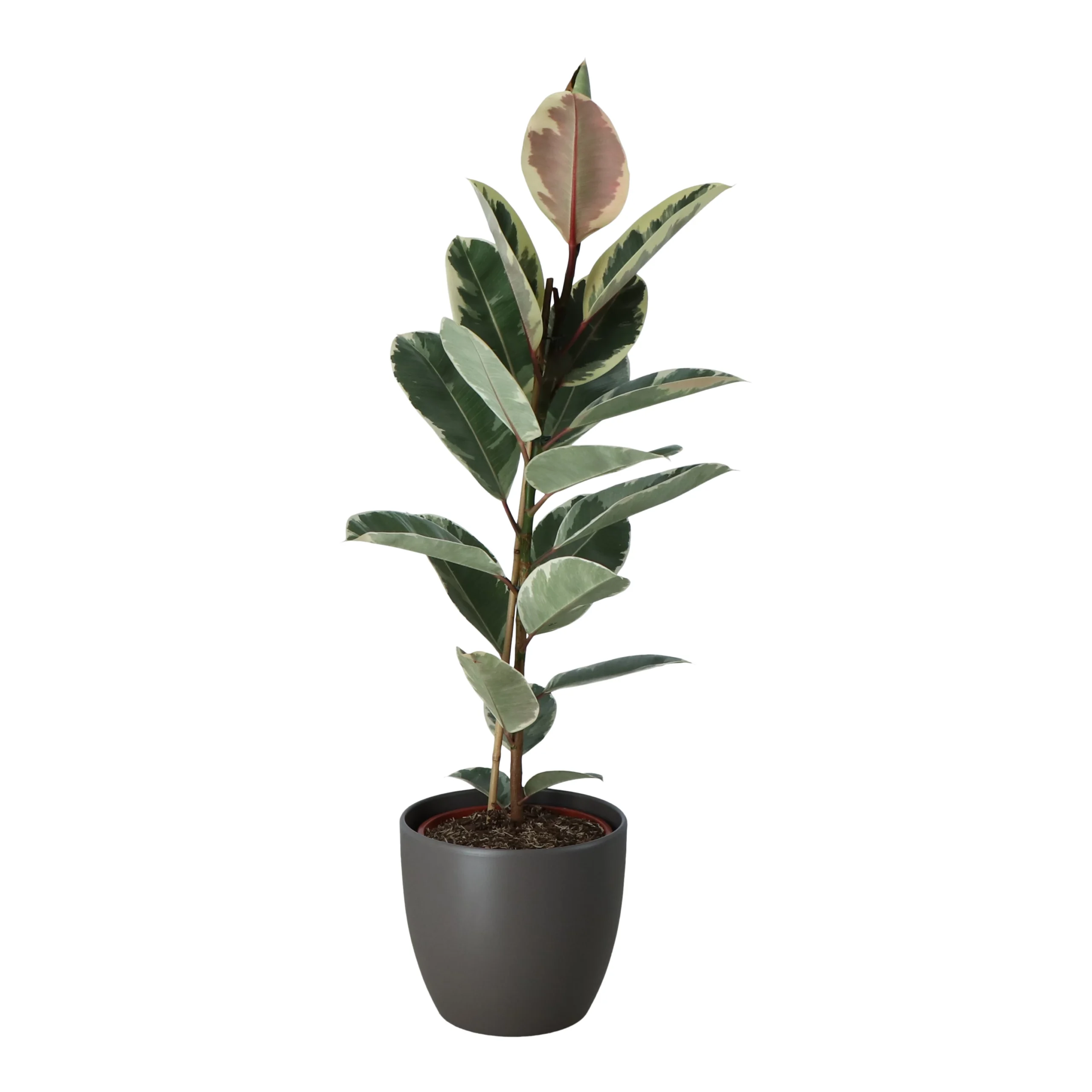 Rubber Plant In 24cm Assorted Ceramic Decorative Pot - Image 3