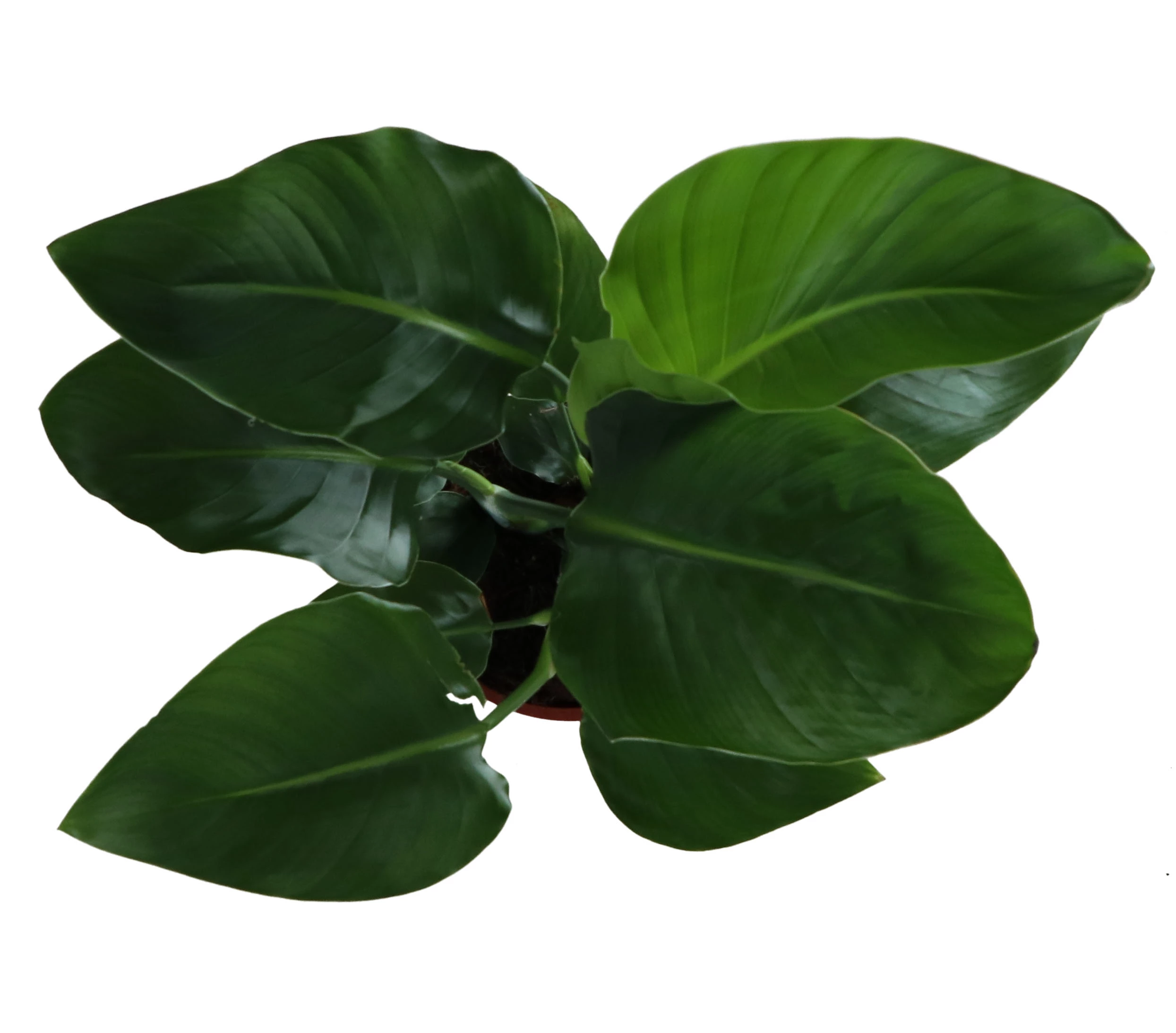 Strelitzia In 17cm Terracotta Plastic Grow Pot - Image 2