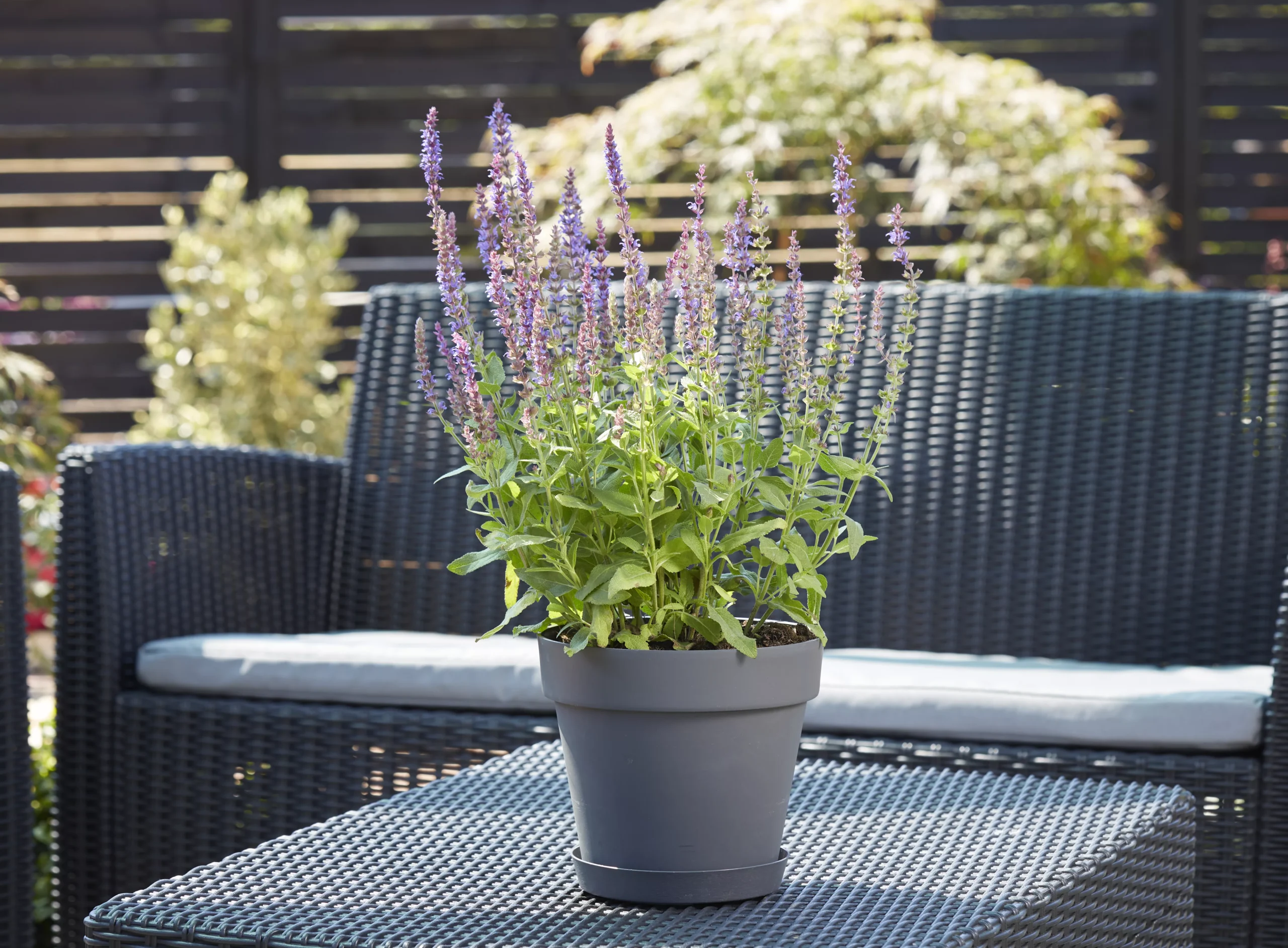 Verve Nurgul Peyote Rectangular Trough - Image 3