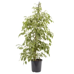 Weeping Fig In 21cm Black Plastic Grow Pot